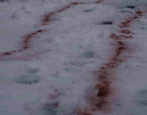 Screenshot 2017-06-05 at 10.43.04 PM